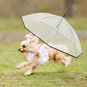Dog Umbrella With Leash for Small Dogs 