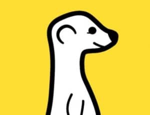 meerkat statistics