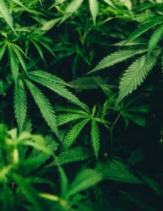 Marijuana Facts and Stats
