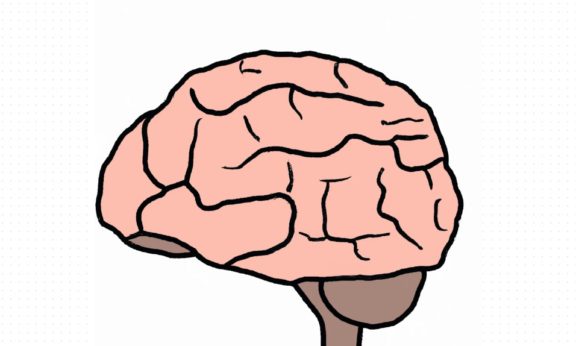 Fun Facts About the human brain