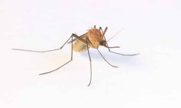 Fun Facts About Mosquitoes