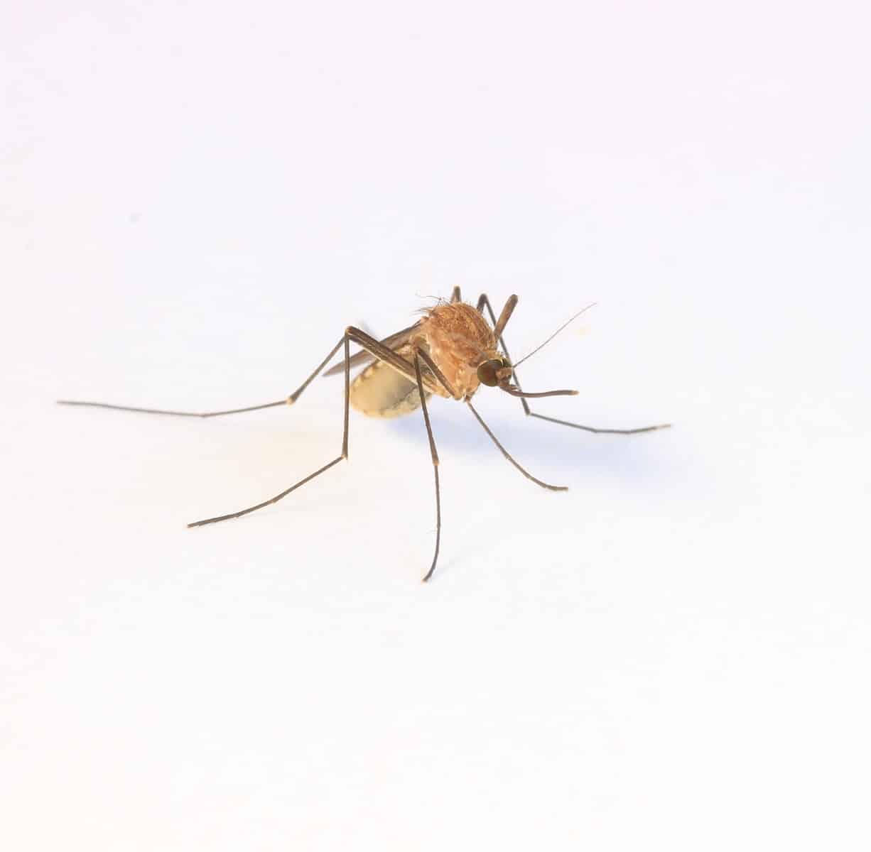 Fun Facts About Mosquitoes Statistics 2023