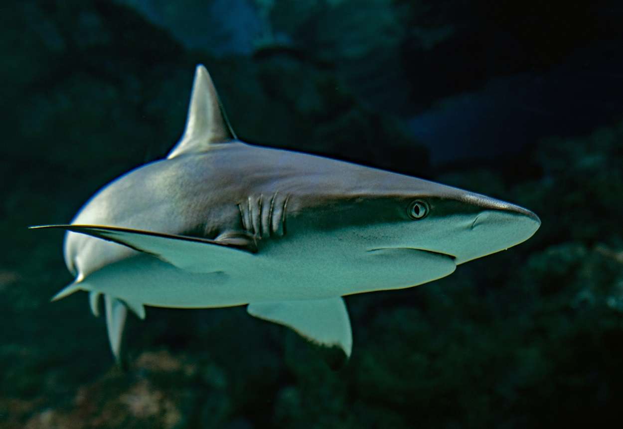 fun facts about sharks