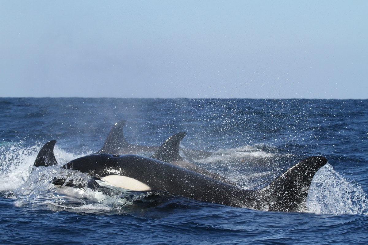 Fun Facts About Orcas Statistics 2023
